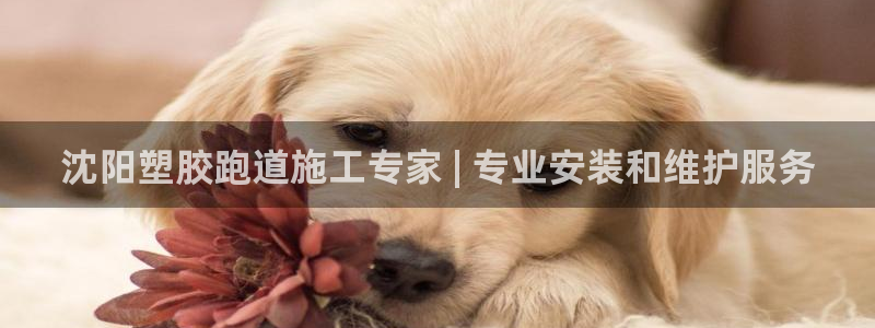 谈球吧账号有人收吗：沈阳塑胶跑道施工专家 | 专业安装和维护服务