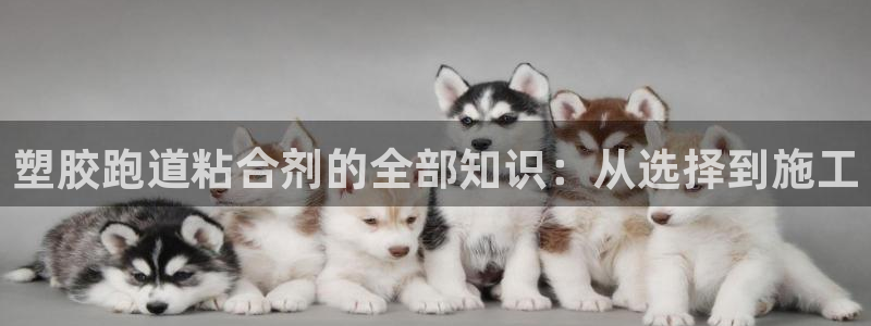 谈球吧体育赛事：塑胶跑道粘合剂的全部知识：从选择到施